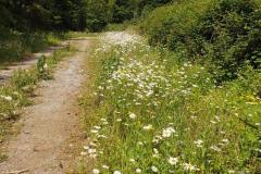 Biodivercity-picture-2