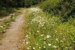 Biodivercity-picture