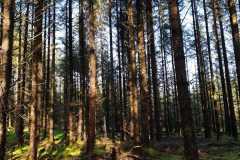 Forest-picture-1