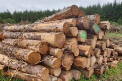 Timber-picture-1