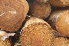Timber-picture-2