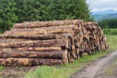 Timber-picture-3