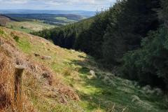 forest-pic-2