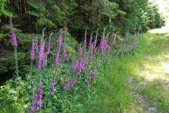 photo-4